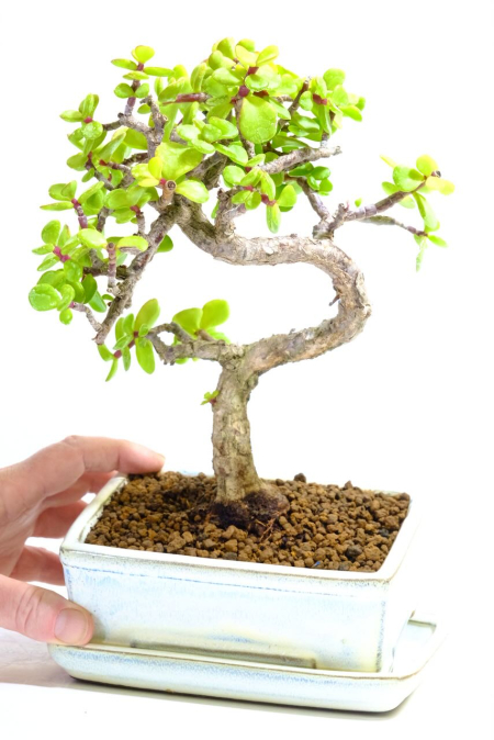 Unique and Unusual Jade Bonsai with Phenomenal Nebari