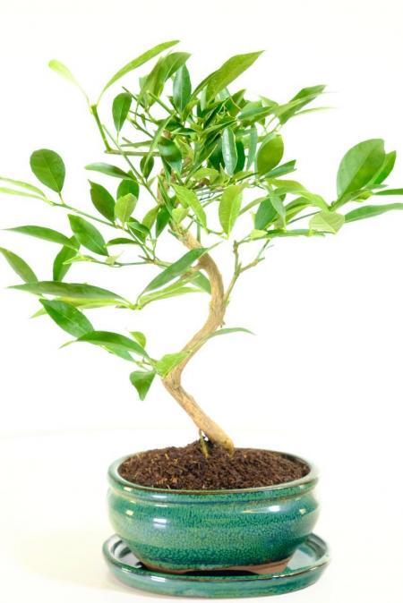 Shapely Mediterranean Citrus Limonquat (Lemon) Bonsai Tree