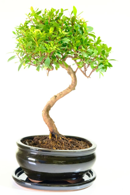 Amazing Myrtle Bonsai | Fruiting & Flowering Syzygium Bonsai - Cute & Tiny
