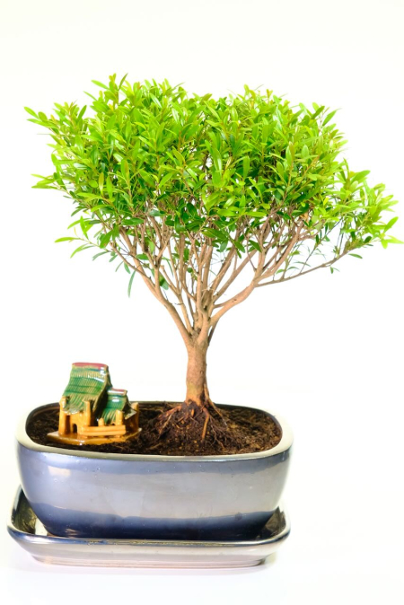 Syzygium Bonsai with Oriental House – Lush, Colourful Indoor Display