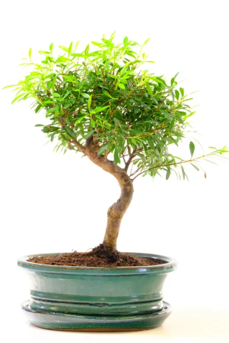 Colourful, Artistic Syzygium Bonsai Tree - Fruiting and Flowering Myrtle