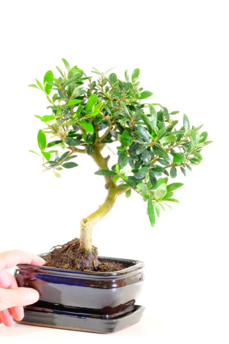 Olive bonsai tree for sale with wonderful trunk movement