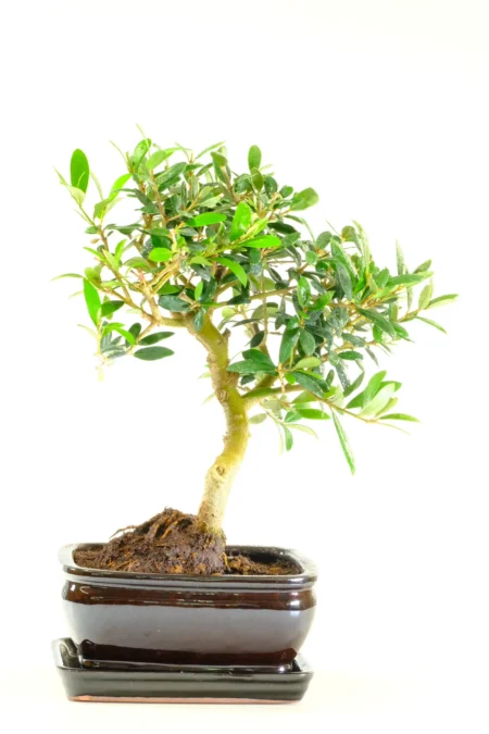 10-Year-Old Olive Bonsai Tree | Vibrant Foliage, S-Shaped Trunk & Olive Green Pot