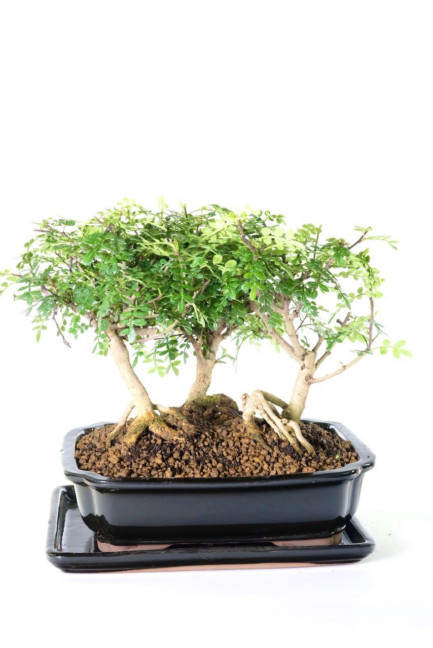 Character triple pepper forest bonsai for sale