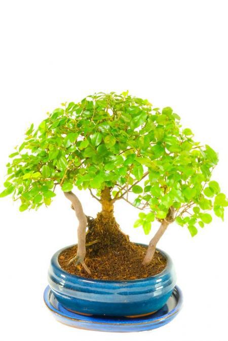 Dwarf Bonsai Forest | Chinese Sweet Plum