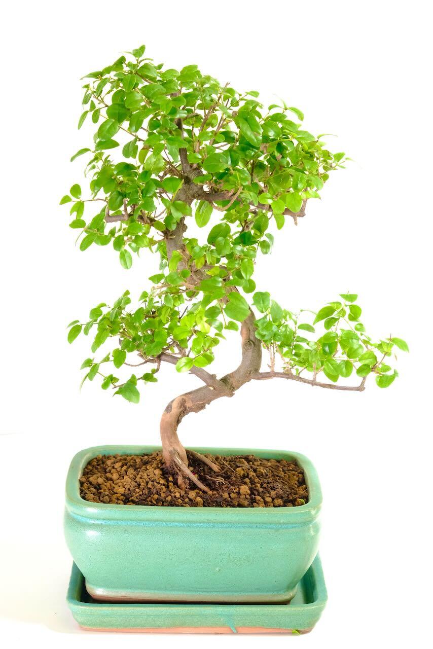 Exquisite Fruiting Chinese Sweet Plum Beginners Indoor Bonsai Tree with Lovely Styling