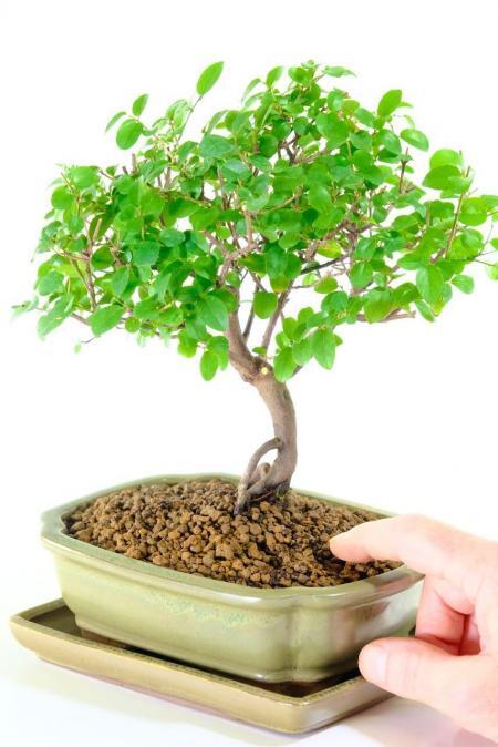 Sageretia theezans miniature bonsai beauty