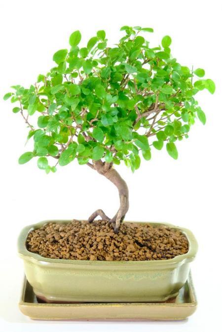 Sageretia Bonsai | Woodland-Style Fruiting Chinese Sweet Plum Bonsai Tree - Miniature Specimen