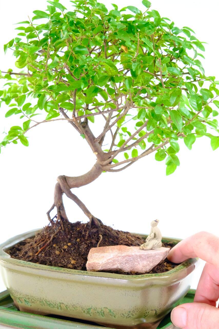Plum bonsai tree with oriental figure for sale