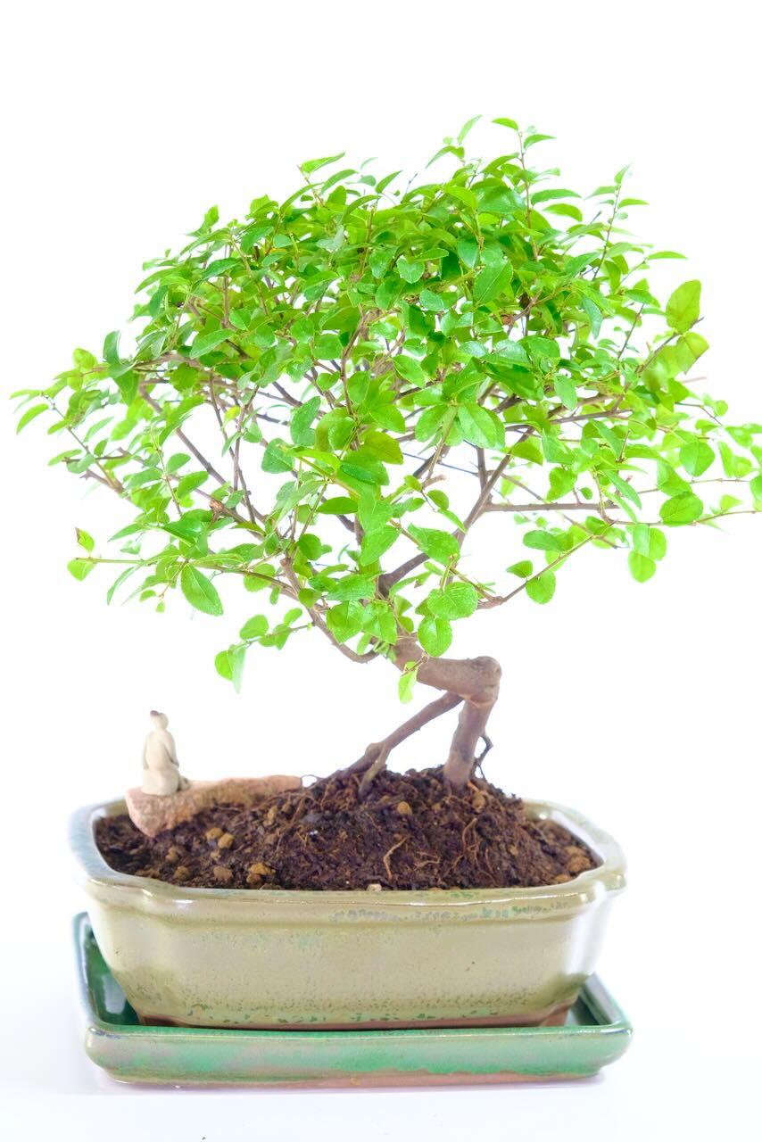 Sageretia Bonsai Tree | Sweet Plum | Rich Foliage & Artistic Shape