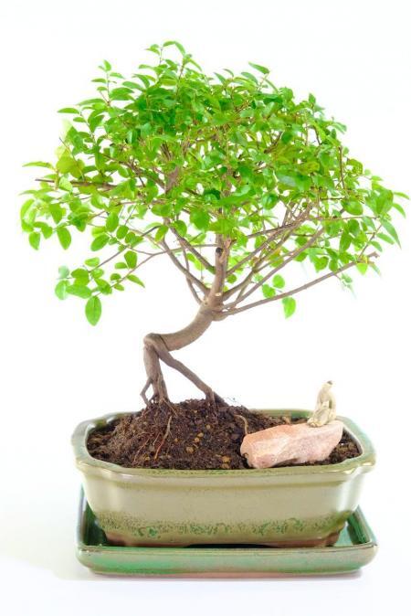 Unique Indoor Fruiting Sweet Plum | Sageretia Bonsai Tree - Perfect Bonsai for Beginners