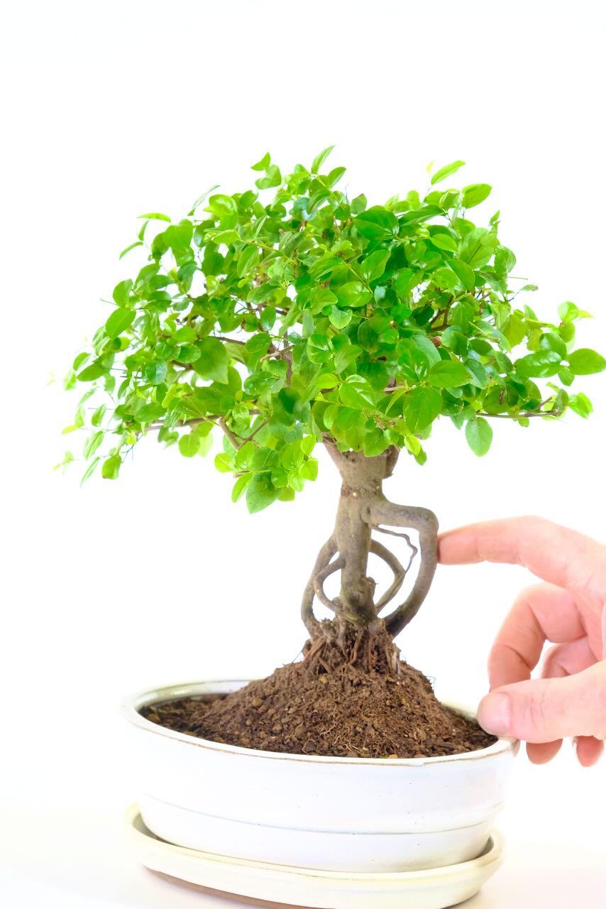 Fruiting Sageretia theezans bonsai