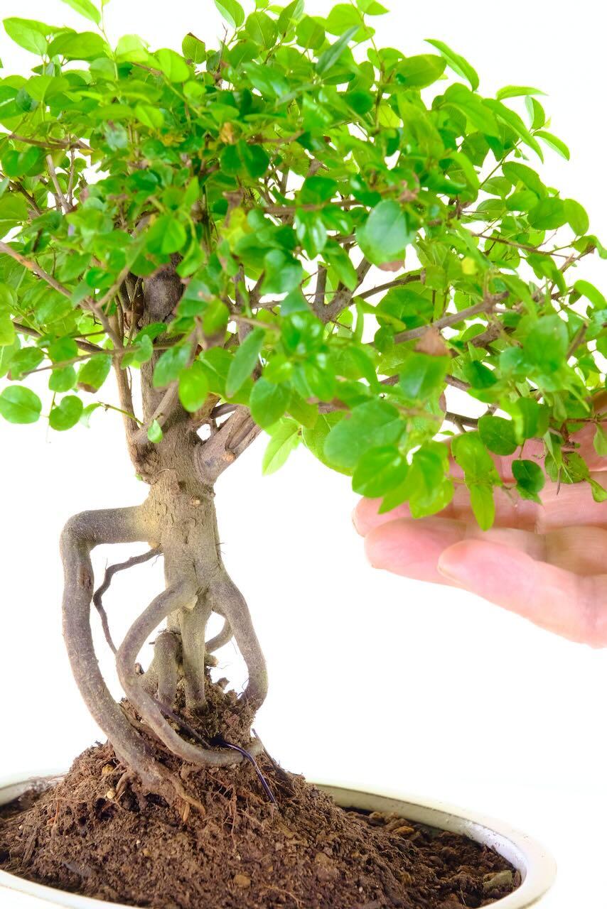 Incredible exposed roots