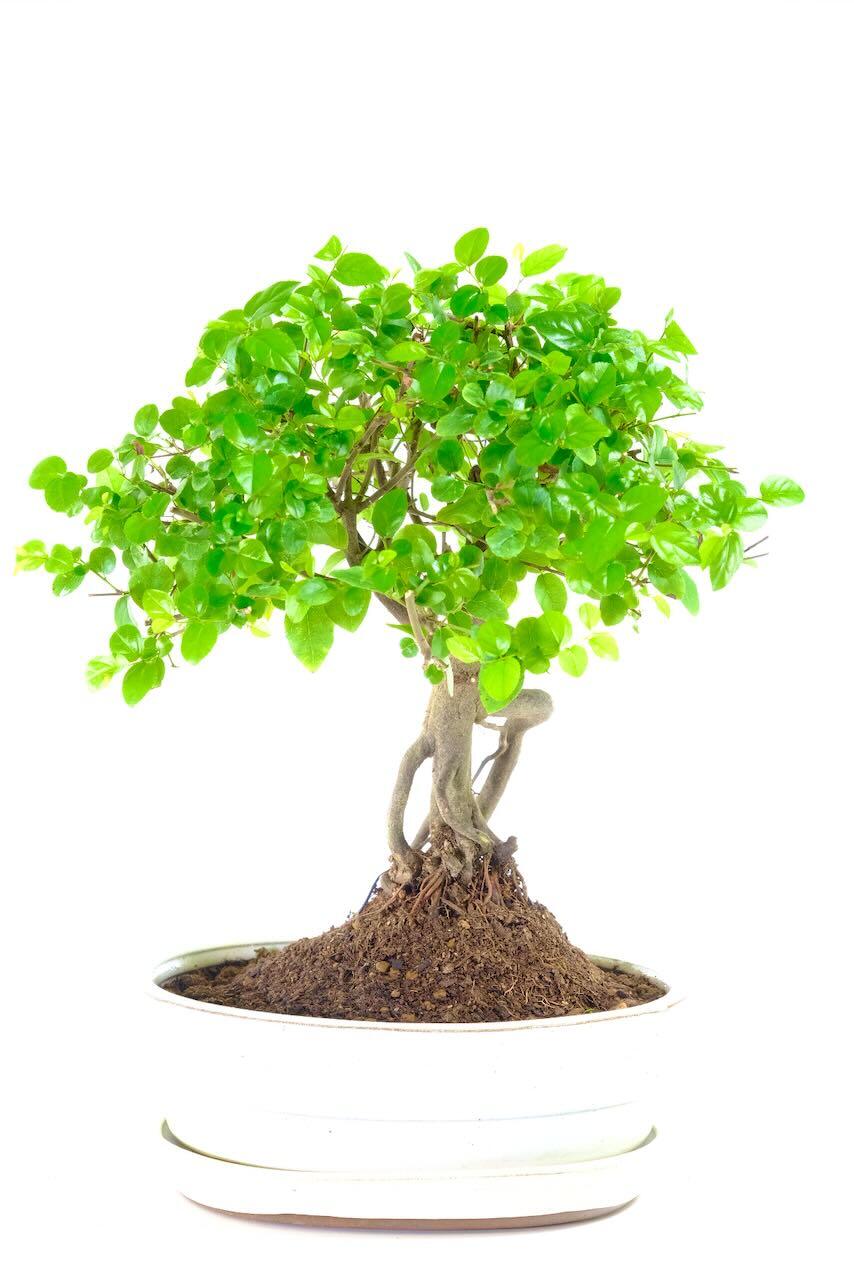 Orchard style indoor Sweet Plum bonsai