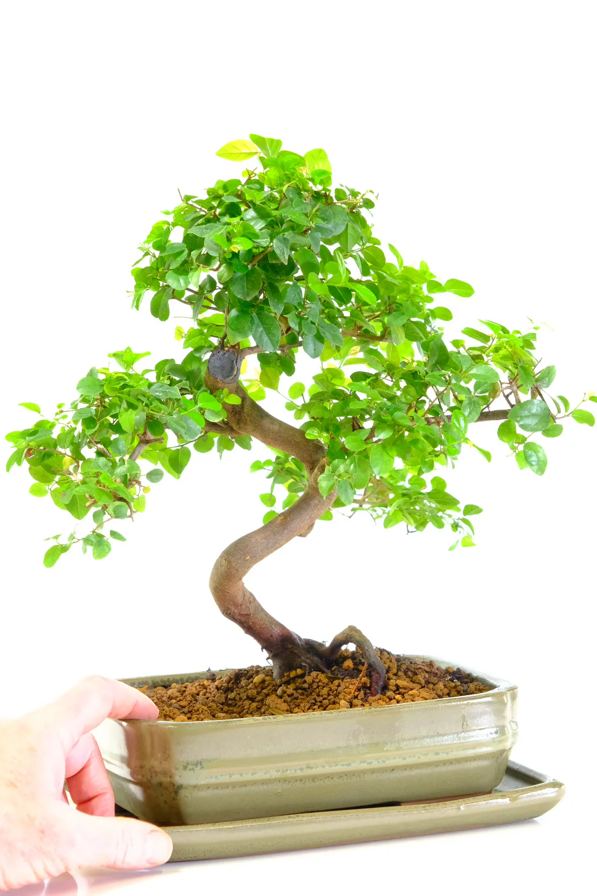 Fruits during the summer months as the bonsai matures