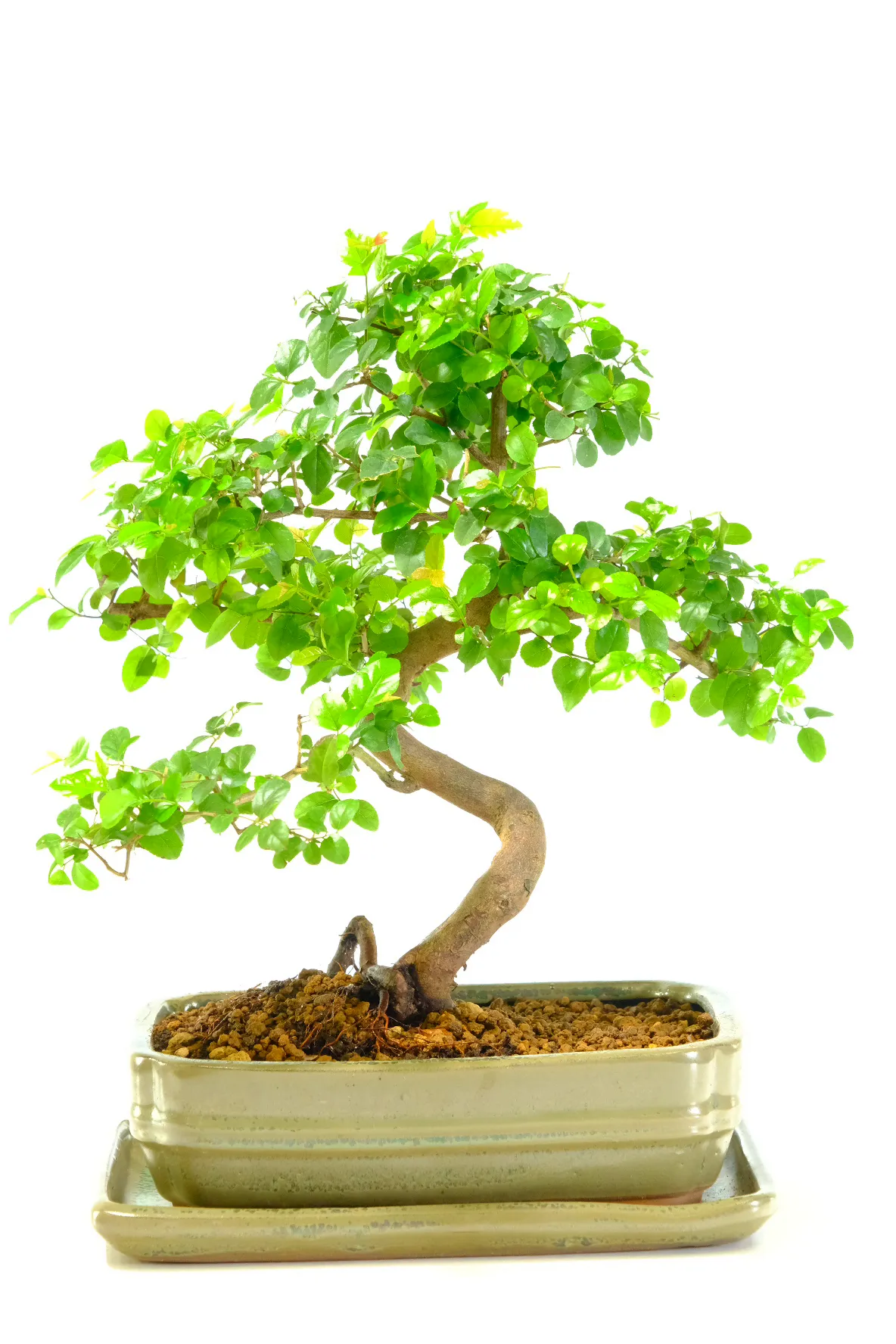 Gorgeous exposed roots add artistic appeal