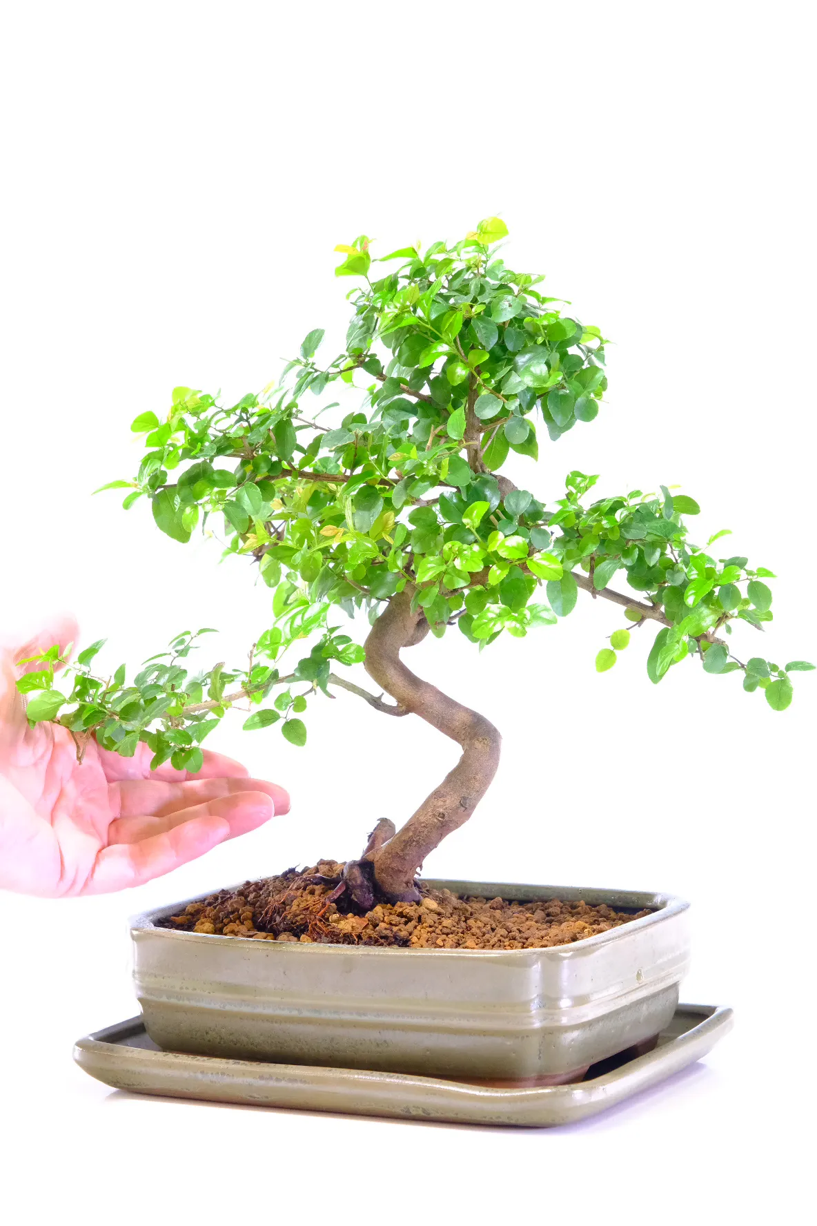 Potted into a fluted green rectangular bonsai pot
