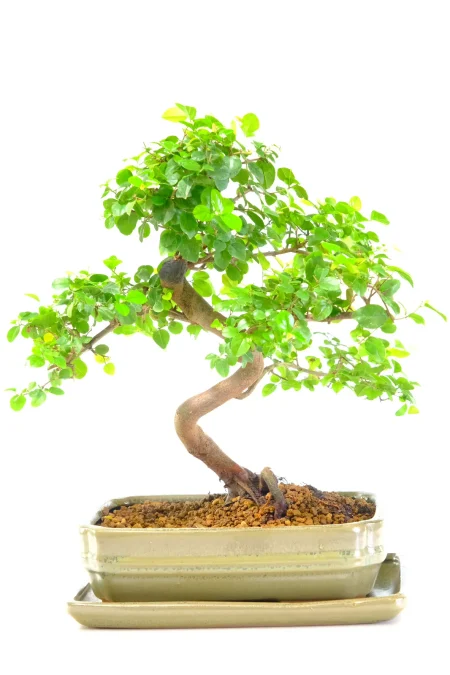 Exquisite Chinese Sweet Plum indoor bonsai tree