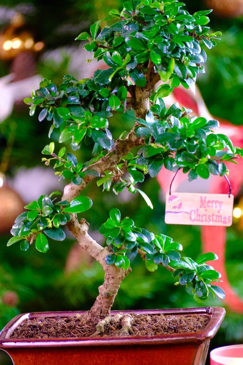 Artistic Evergreen Flowering Indoor Bonsai Tree offer