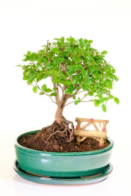 Beautifully Styled Fruiting Indoor Sweet Plum Bonsai Garden with Vibrant Foliage Canopy | ADVENT OFFER 12