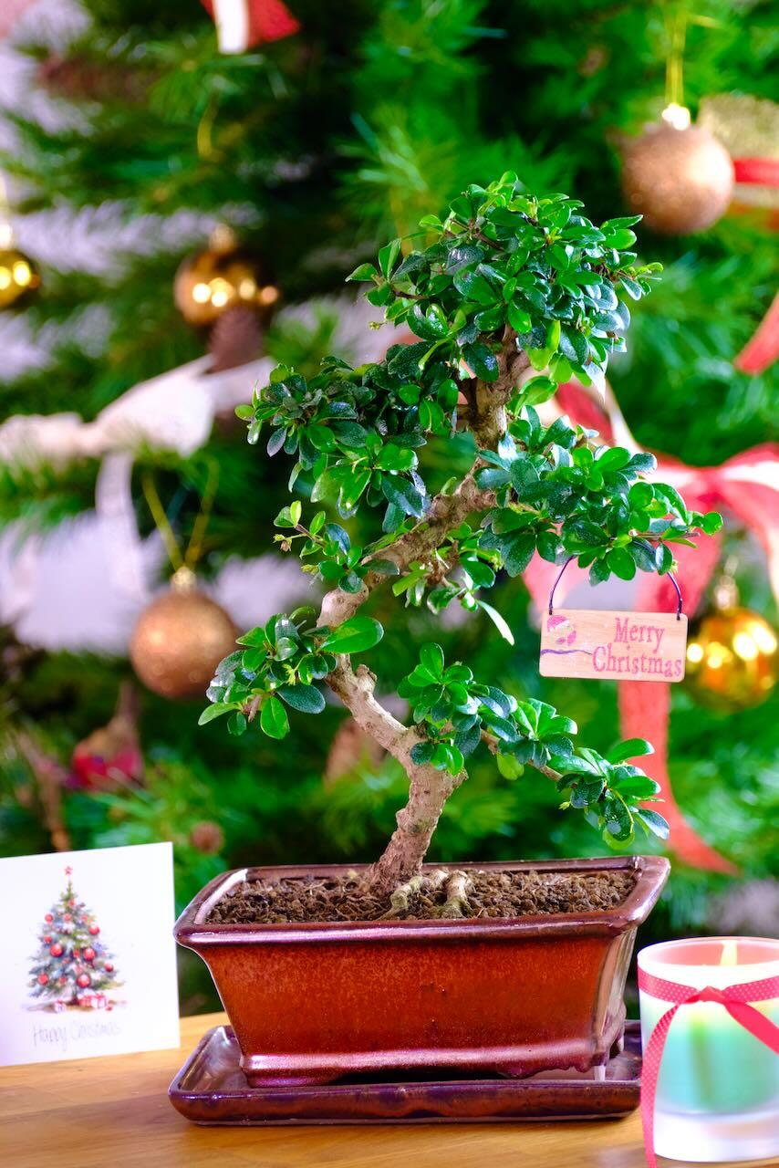 Flourishing Flowering Fukien Tea Tree Indoor Bonsai - 15 years ADVENT OFFER 11