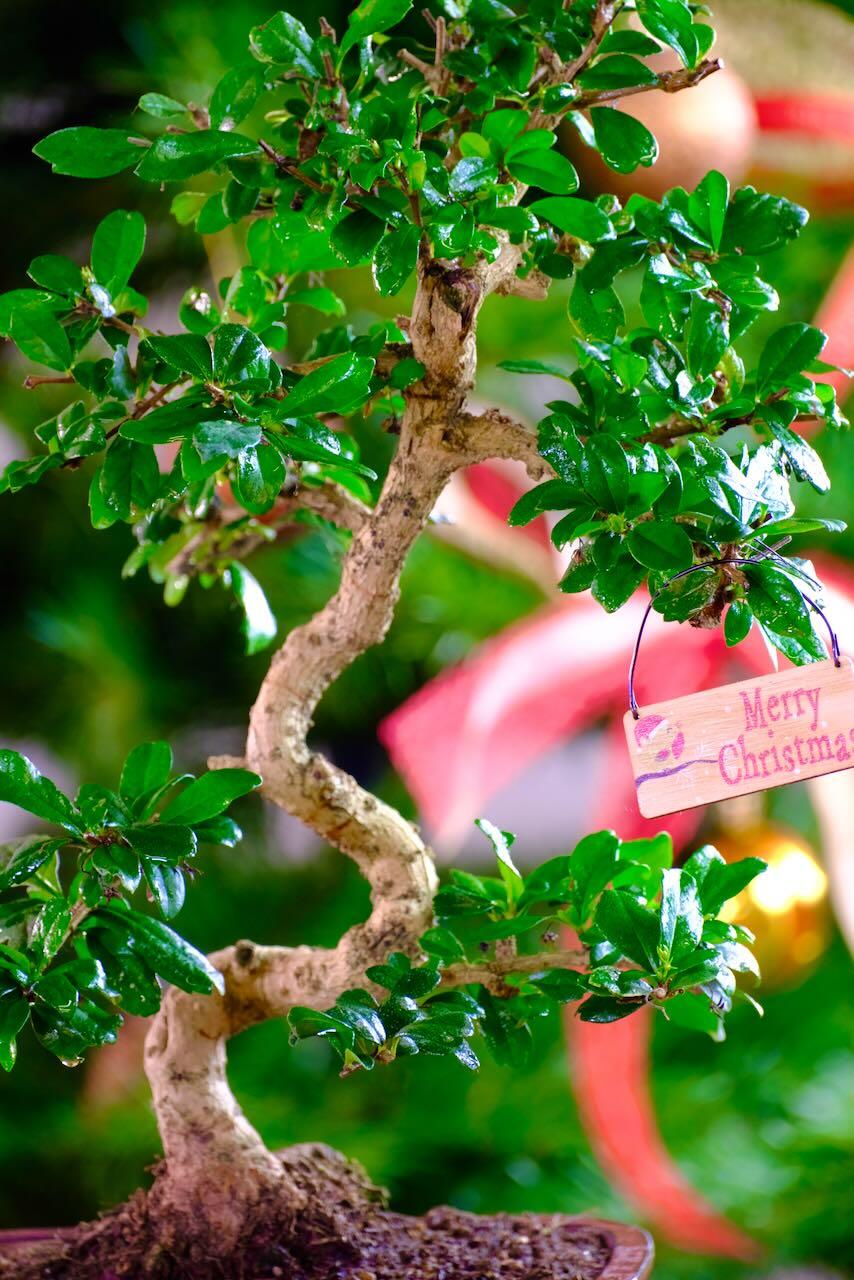 Flowering advent Indoor Bonsai Bargain