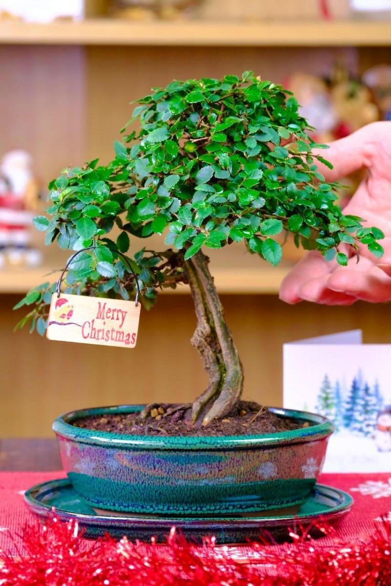 Supreme Elm bonsai Christmas gift | Special and unique