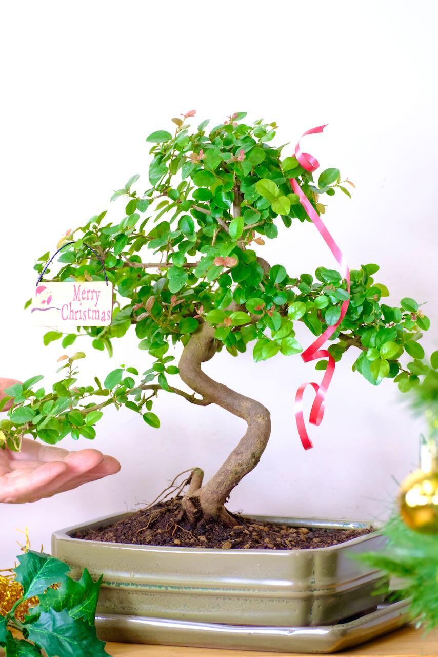 Premium Bonsai Tree Advent Offer 8 | Refined Indoor Bonsai for Beginners & Experienced Growers