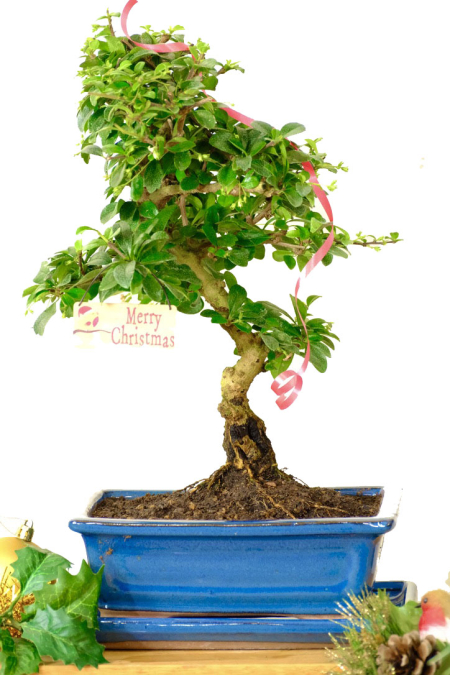 Larger flowering indoor bonsai tree - advent christmas bargain