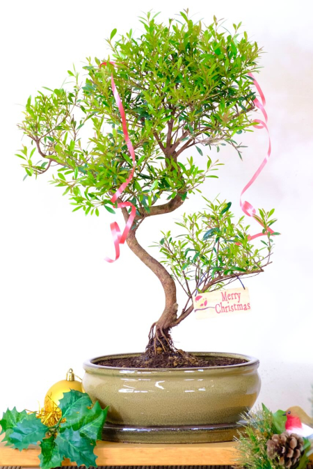 Fruiting & Flowering Roseapple Myrtle Bonsai with Neat Styling | Advent Offer 14!