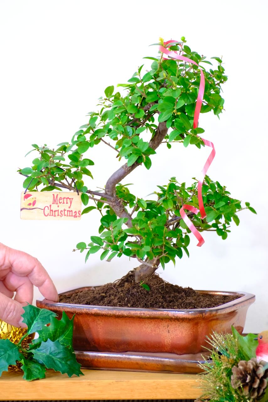 Advent Offer 16: Beautiful Fruiting Chinese Sweet Plum Bonsai in Sparkly Bronze Pot