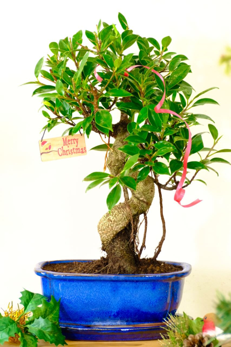 Advent Offer 19: Impressive Ficus Bonsai with Supreme Aerial Roots in Royal Blue Ceramic Pot