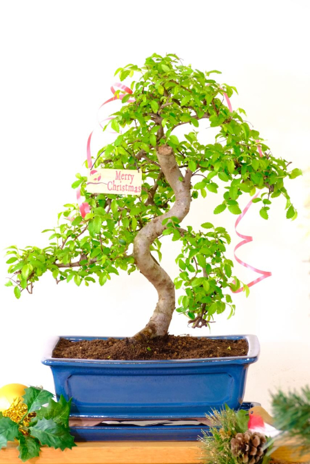 Incredible Chinese Elm Bonsai Tree | Neat, Commanding Presence & Impressive Stature - CHRISTMAS DAY SPECIAL