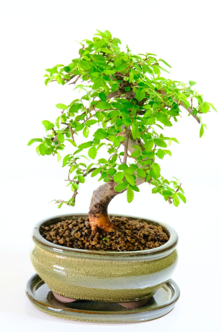 Perfect Beginners Bonsai | Dwarf Chinese Elm Bonsai with Neat Habit - Premium Pot & Tray