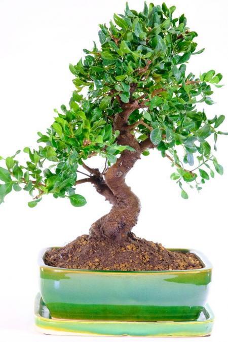 Pistachio Bonsai Tree with Sweet Fragrance | 20 years old Specimen