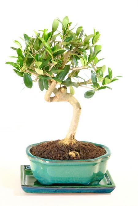 Miniature Olive Bonsai Tree | 11-Year-Old Olea europaea with Artistic Trunk Flow