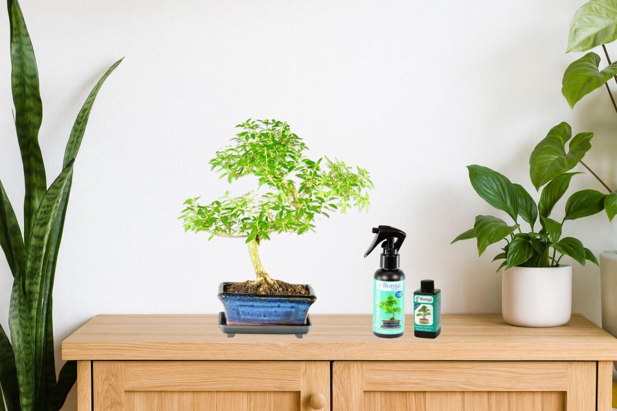 Post Christmas Bonsai Care