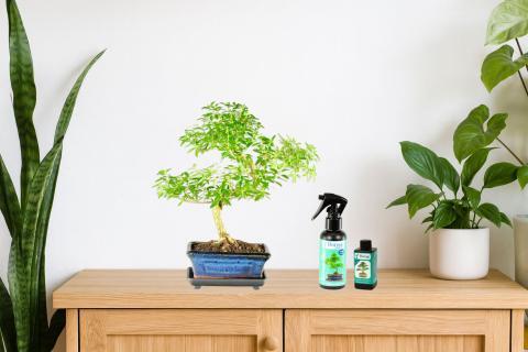 Post Christmas bonsai care