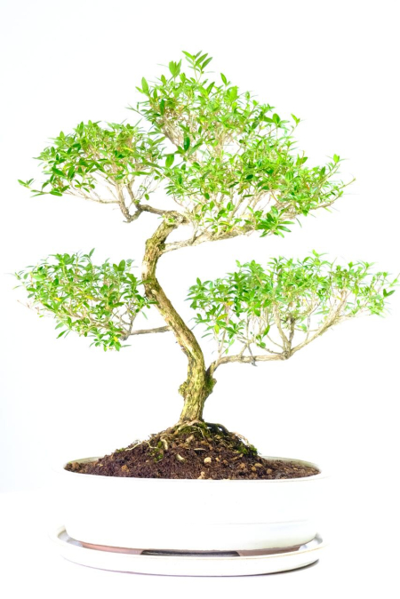 Spectacular Tree of a Thousand Stars / Serissa Bonsai Tree - Sublime Indoor Flowering Variety