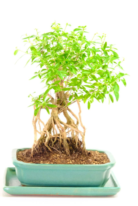 Rising Serenity Neagari Serissa Bonsai | Exposed Root Indoor Bonsai