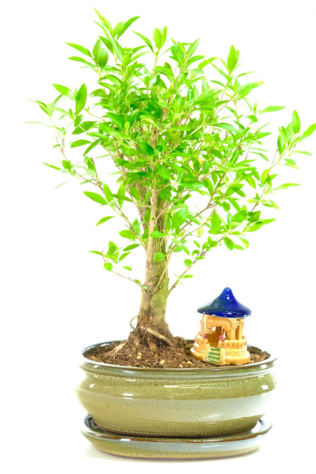 Serissa Foetida Bonsai & Mini Temple | Starry Summer Blooms