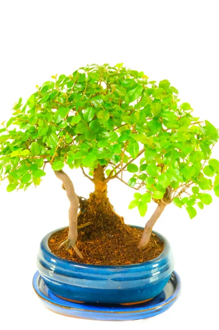 Chinese Sweet Plum Bonsai Forest | Dwarf Indoor Bonsai Woodland