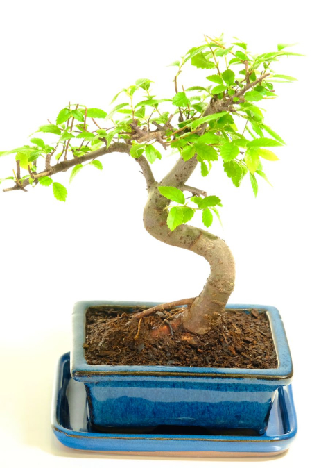 Twisty Artistic Chinese Elm bonsai tree