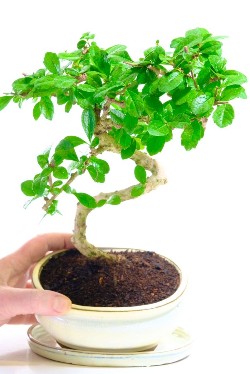 Flowering Carmona microphylla