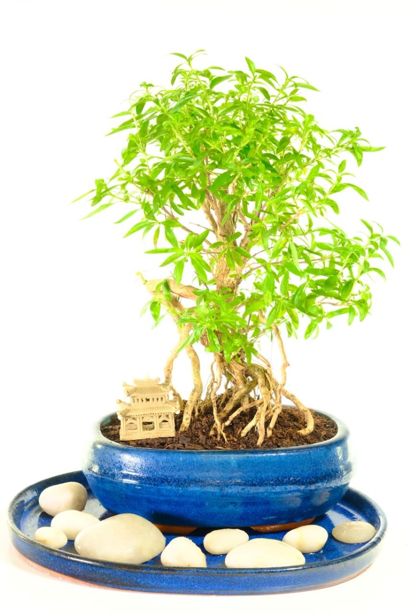 Supreme Neagari Serissa Bonsai | Star-Shaped White Flowers