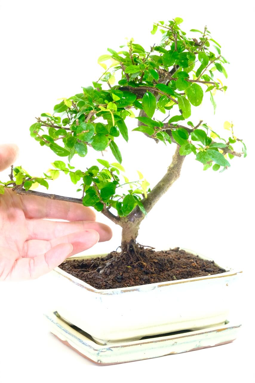 A Fruiting Bonsai Delight | Beginner-Friendly Indoor Chinese Sweet Plum Bonsai
