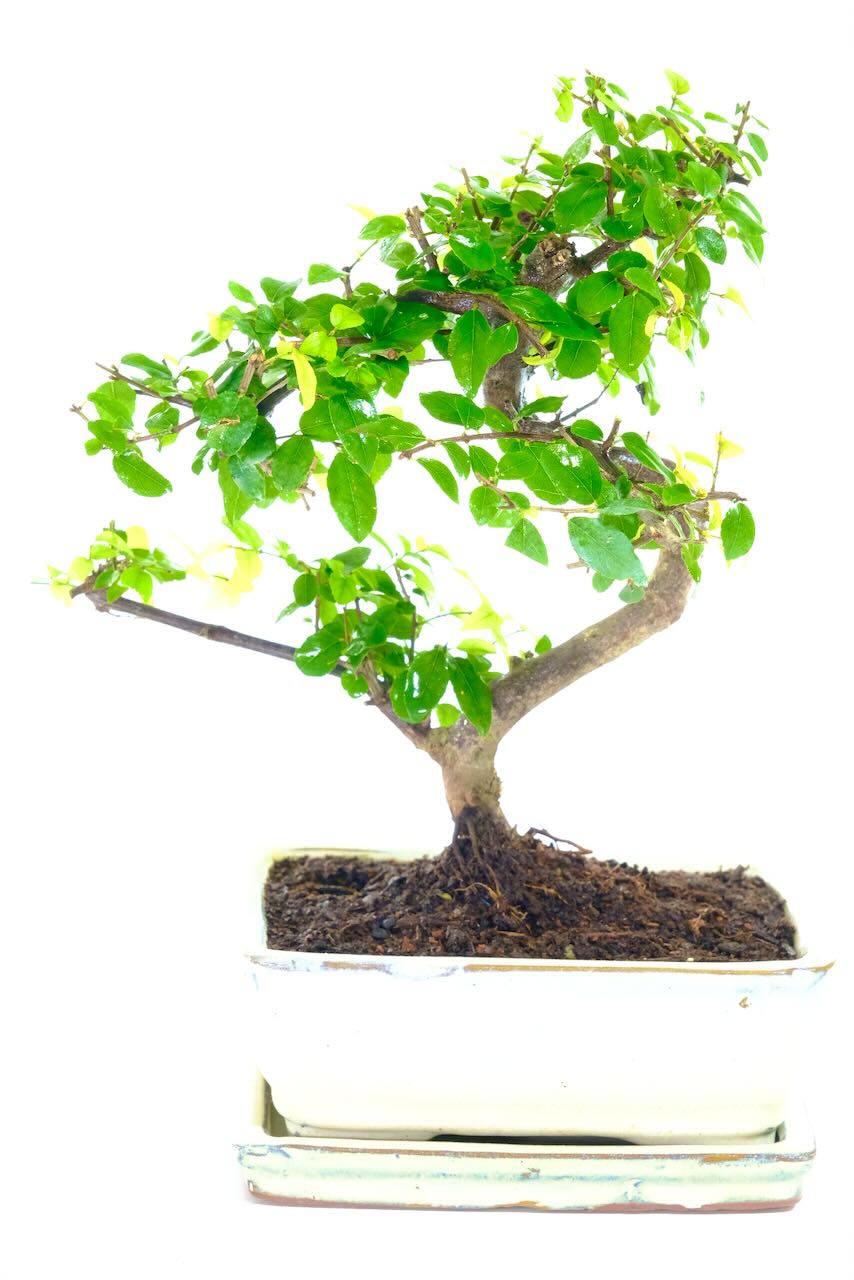 Sageretia Bonsai Tree | Beautiful Styling & Rich Colours