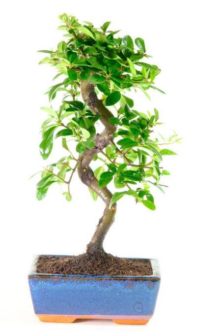 Evergreen Pyracantha bonsai