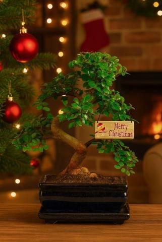 Christmas bonsai tree gifts - eco friendly & sustainable gift ideas