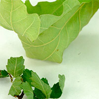 Crispy bonsai leaves